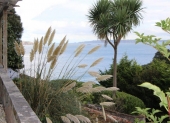 pampas-grass-in-the-gardens